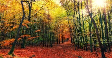 Apometria e Saúde Mental: O Que a Ciência Diz | Verdeja Aromas