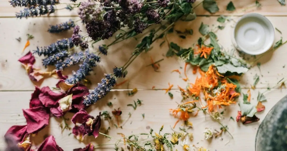 Fitoterapia: O Poder das Plantas para Sua Saúde em 2025! 1 imagem de plantas medicinais espalhadas na mesa, fitoterapia