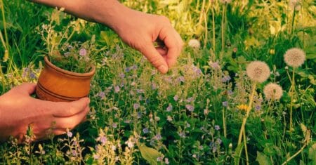 7 Plantas Aromáticas Essenciais para Seu Lar em 2025