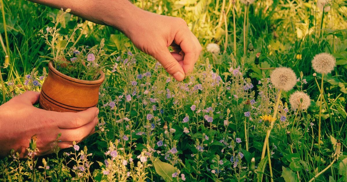 7 Plantas Aromáticas Essenciais para Seu Lar em 2025 1 imagem de plantas aromaticas sendo cuidadas em um jardim