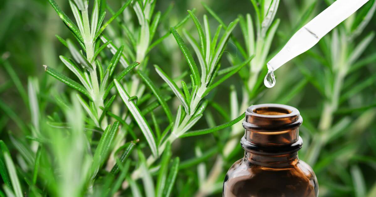 imagem da planta e frasco de óleo de alecrim