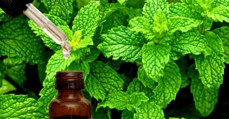 Óleo de Hortelã-Pimenta: Benefícios e Usos | Verdeja