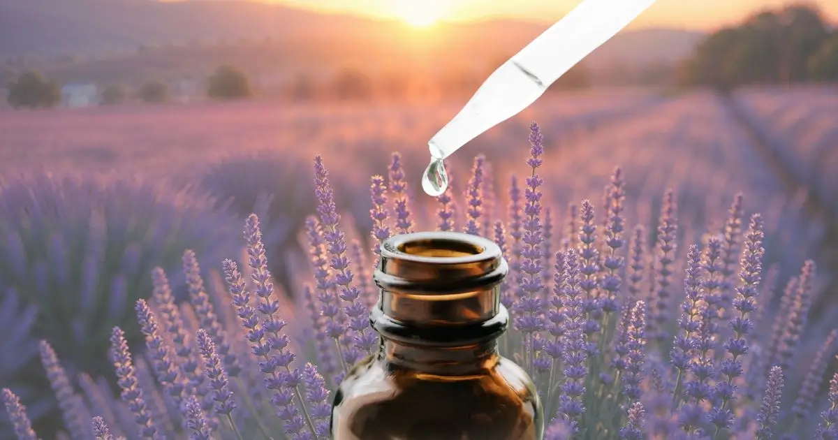 imagem de um campo de lavanda e um frasco do óleo essencial