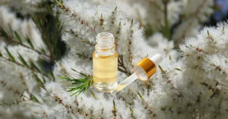 Tea Tree: Benefícios e Como Usar | Verdeja Aromas